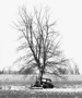 Black and white photograph of large tree growing out of the engine compartment of an antique automobile Montello, WI, curious landscape photography by Tony Sanders